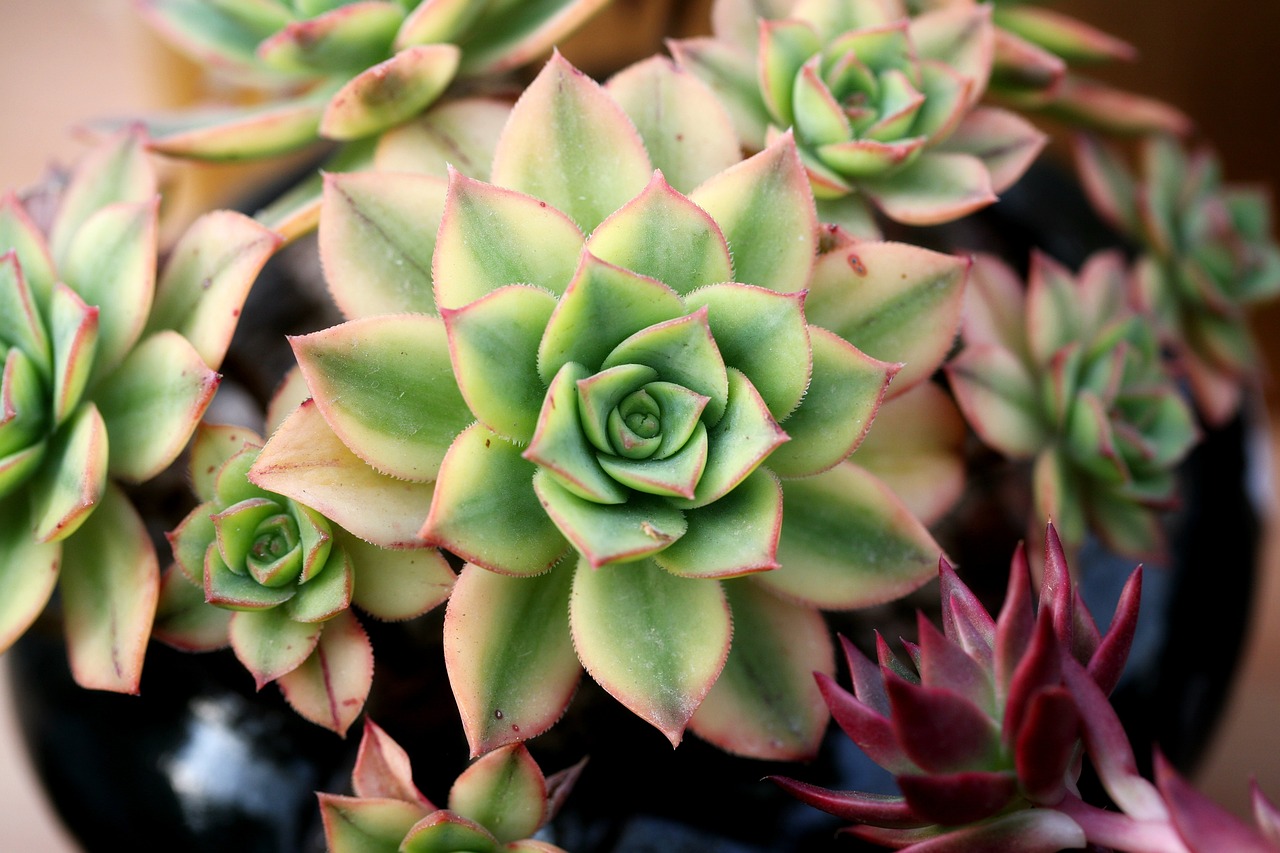 Best Plants for Indoor and Outdoor Gardens